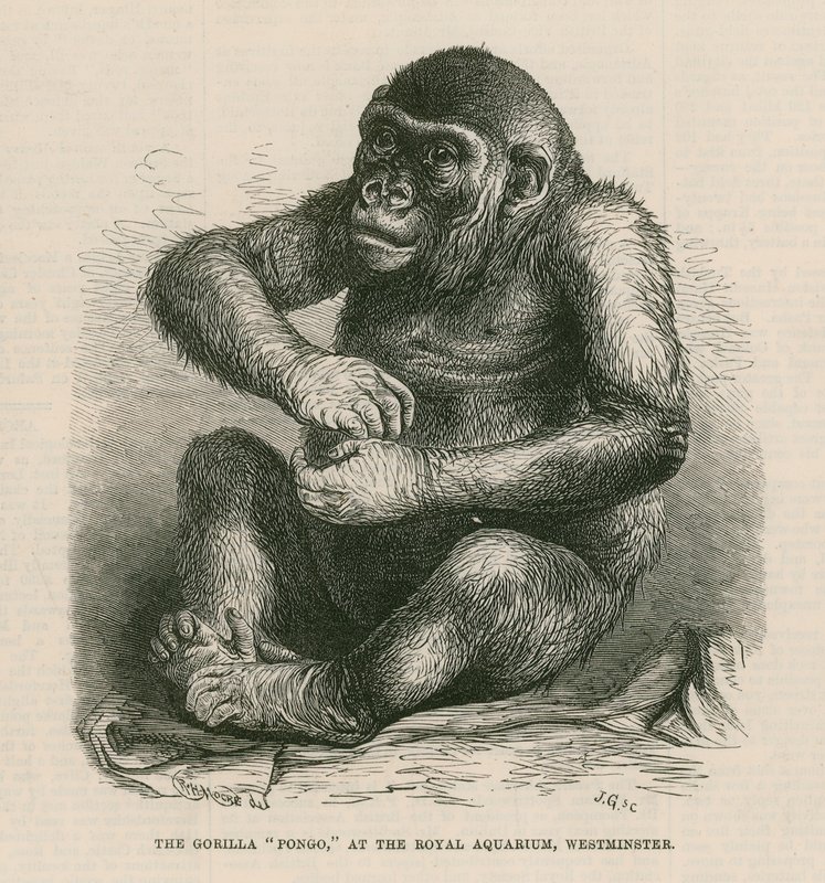 Pongo at the Royal Aquarium by English School