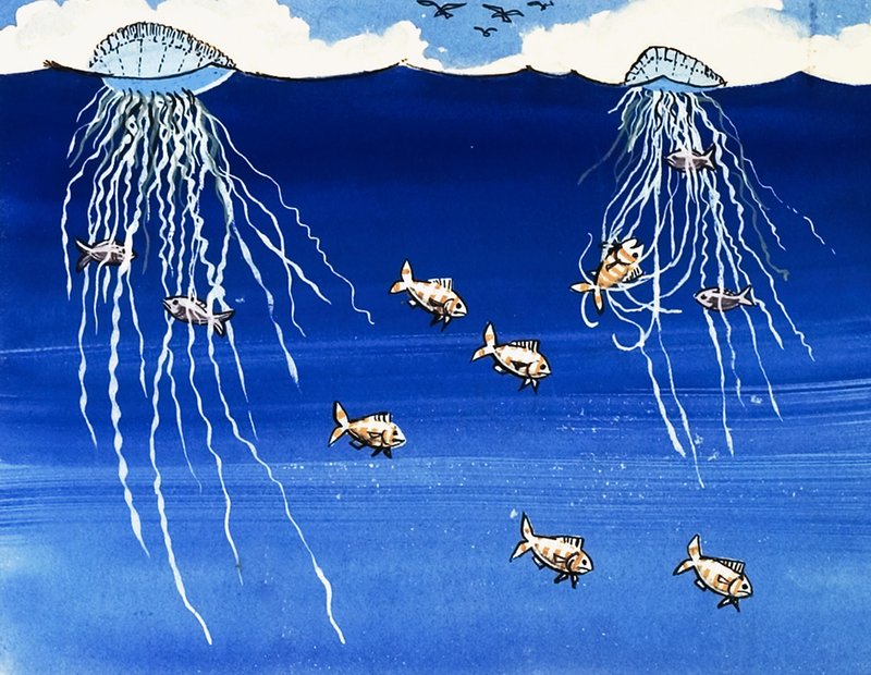 Portuguese Man-of-War by English School