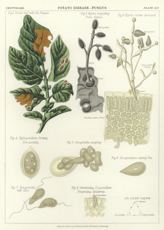 Potato Disease, Fungus by English School
