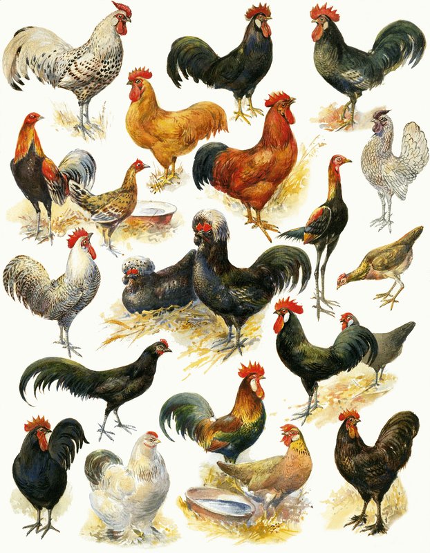Poultry by English School
