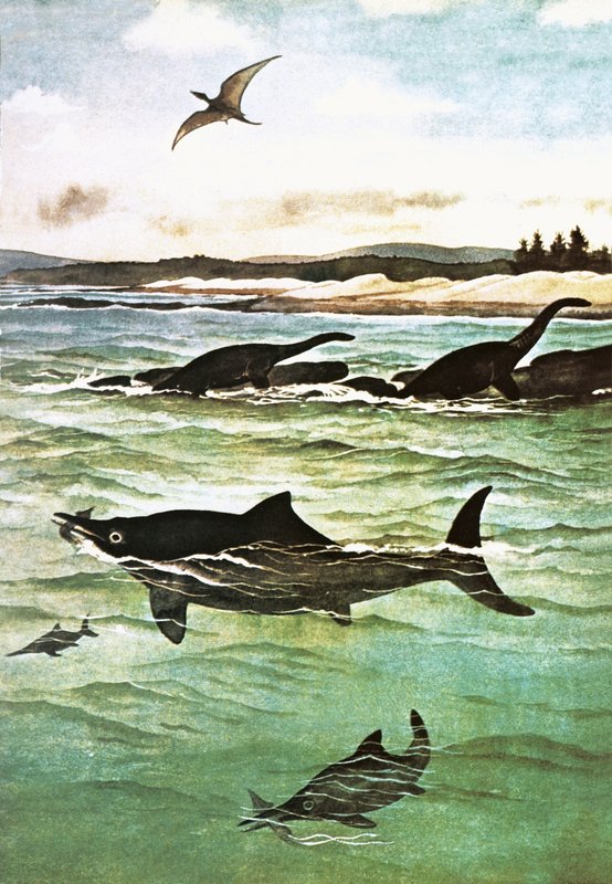 Pre-historic sea creatures by English School