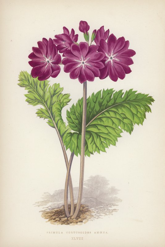 Primula Cortusoides Amoena by English School