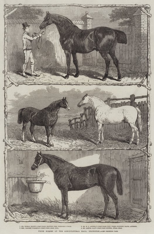 Prize Horses at the Agricultural Hall, Islington by English School