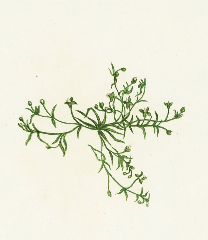 Procumbent Pearl-Wort by English School