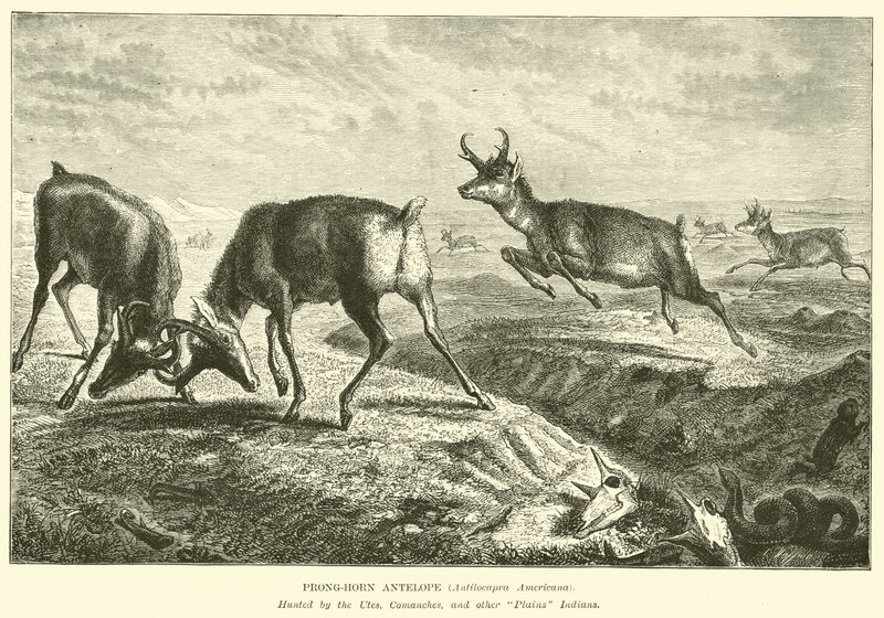 Prong-horn Antelope, Antilocapra Americana by English School