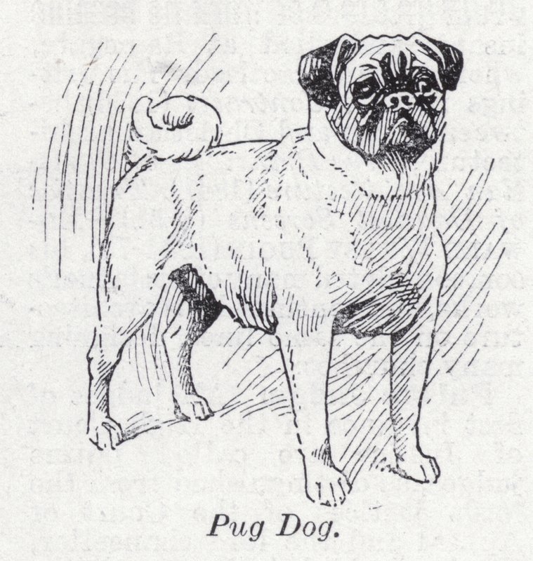 Pug Dog by English School