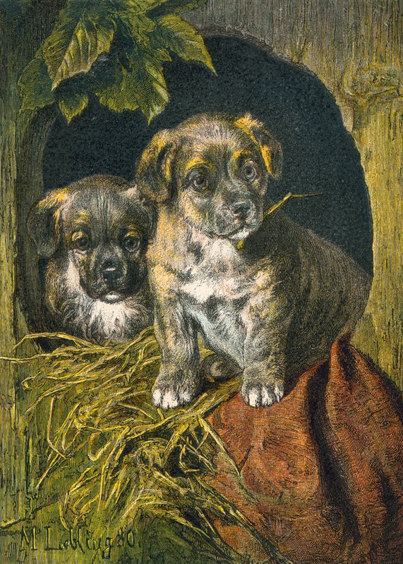 Puppies, first appearance by English School
