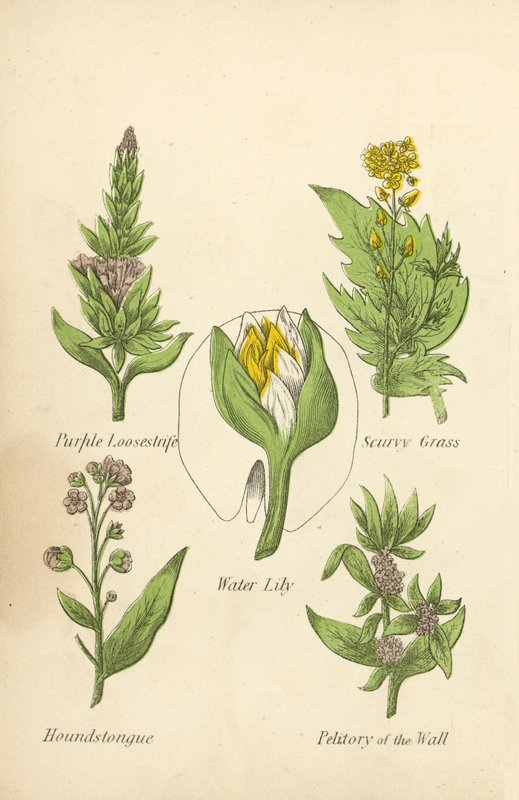 Purple Loosestrife, Scurvy Grass, Water Lily, Houndstongue, Petitory of the Wall by English School