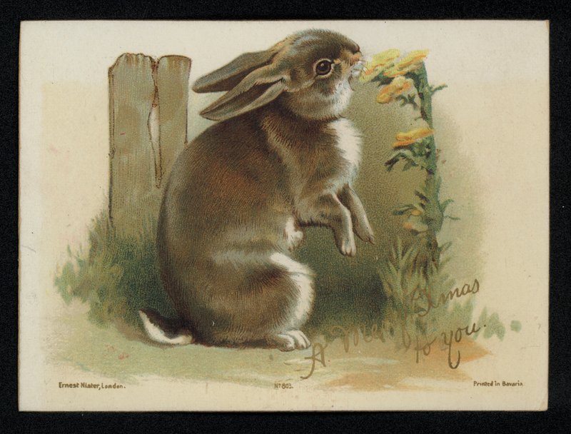 Rabbit Eating Yellow Flowers, Christmas Greetings Card by English School