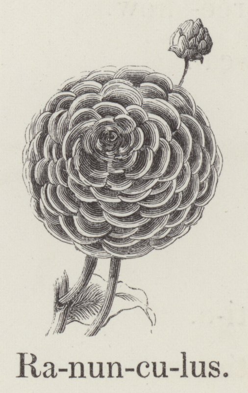 Ranunculus by English School