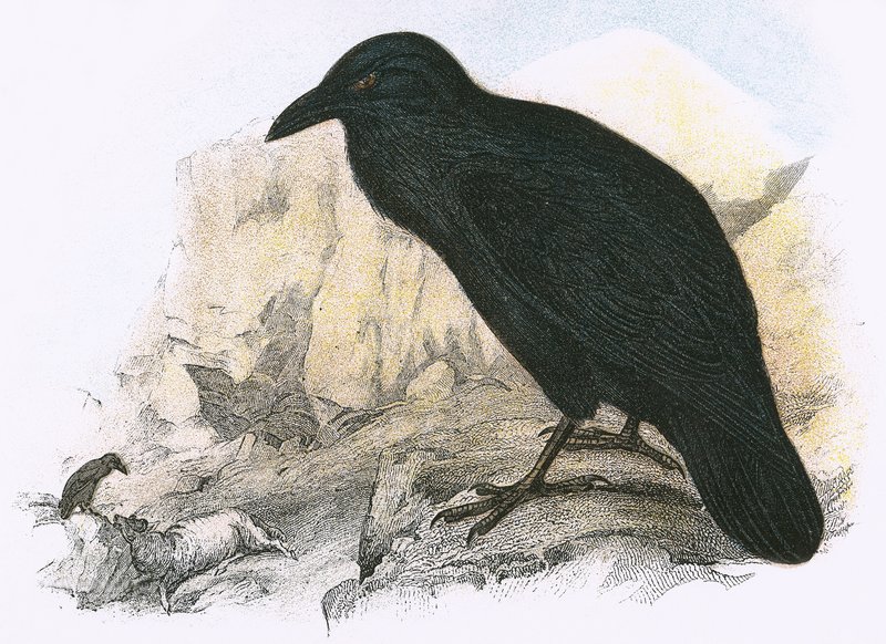 Raven by English School