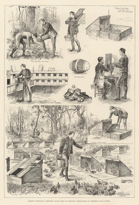 Rearing Pheasants, Sketches at the Duke of Norfolk