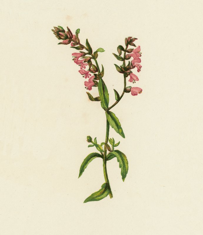 Red Bartsia, Bartsia Odontites by English School
