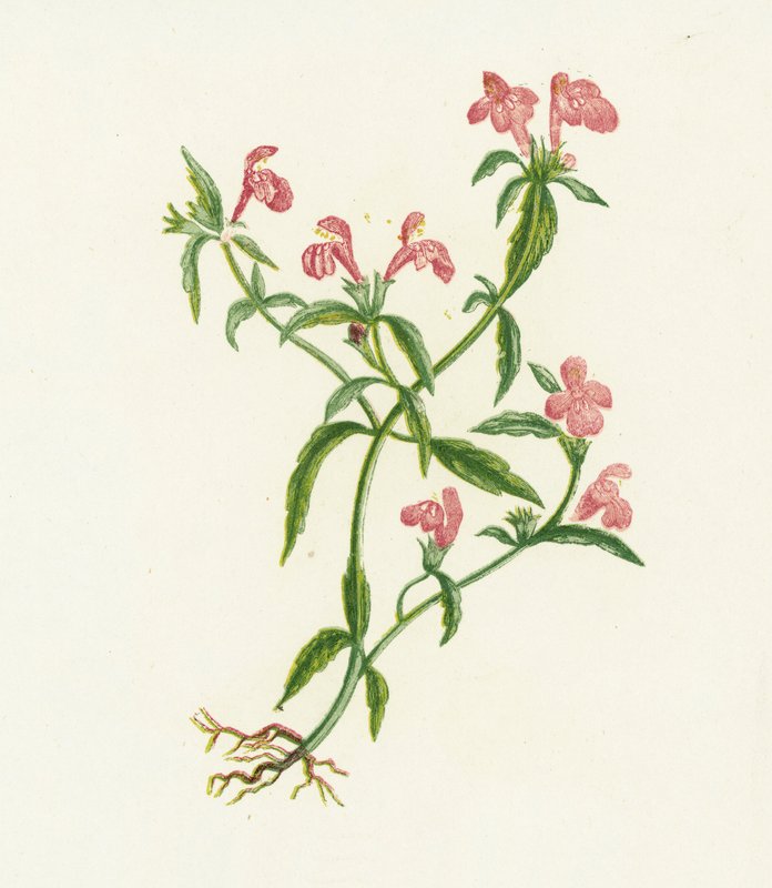 Red Hemp Nettle, Galeopsis Ladanum by English School