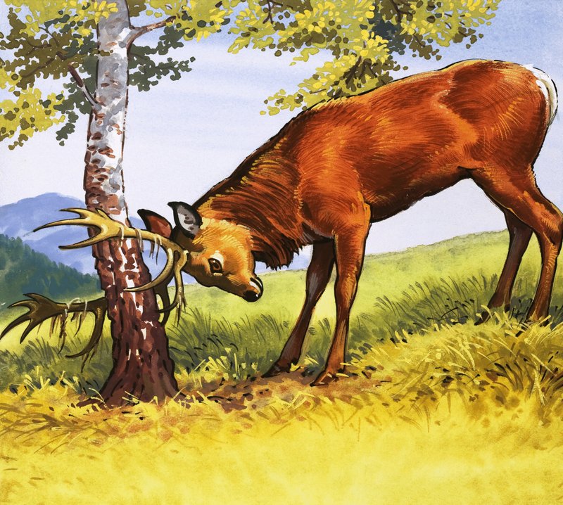 Red deer cleaning antlers by English School