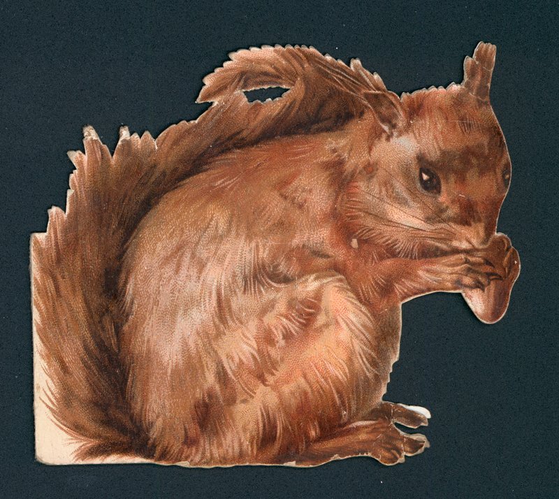 Red Squirrel, Victorian Scrap by English School