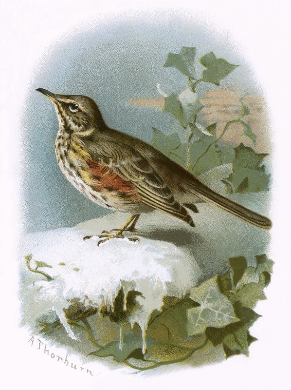 Redwing by English School