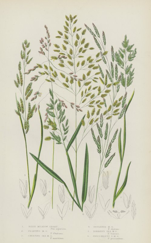 Reed Meadow Grass, Floating Meadow Grass, Creeping Sea Meadow Grass, Reflexed Meadow Grass by English School
