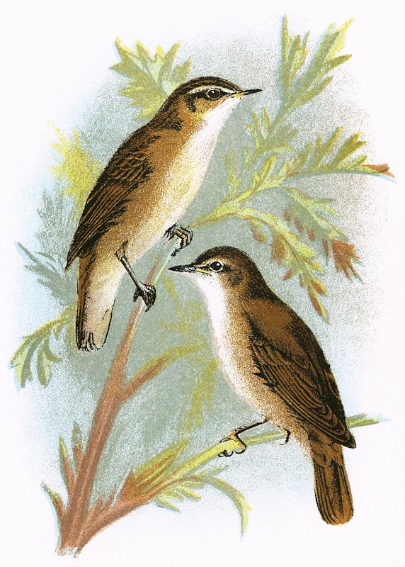 Reed Warbler and Sedge Warbler by English School
