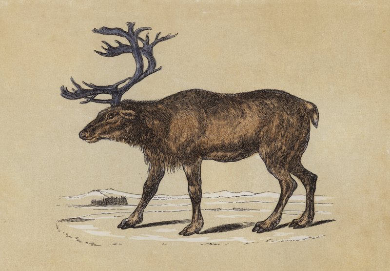 Reindeer by English School
