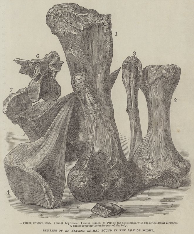 Remains of an Extinct Animal found in the Isle of Wight by English School