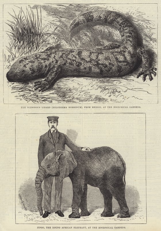 Residents of London Zoo by English School