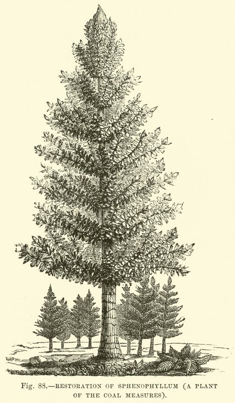 Restoration of Sphenophyllum, a Plant of the Coal Measures by English School