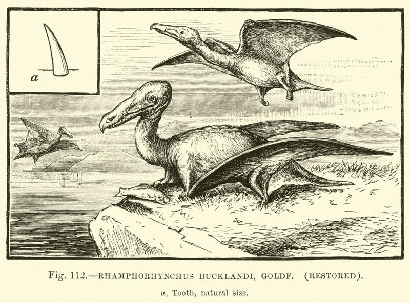 Rhamphorhynchus Bucklandi, Goldf, Restored by English School