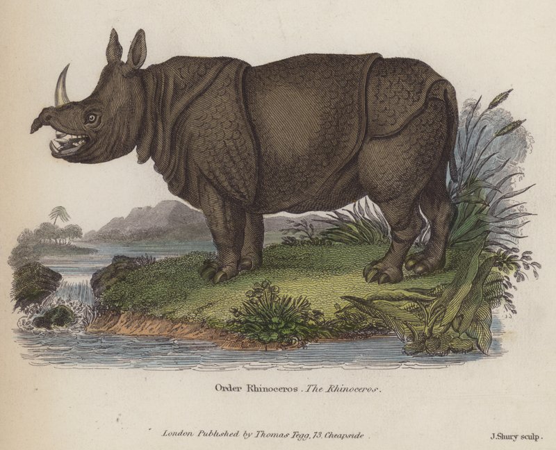 Rhinoceros by English School