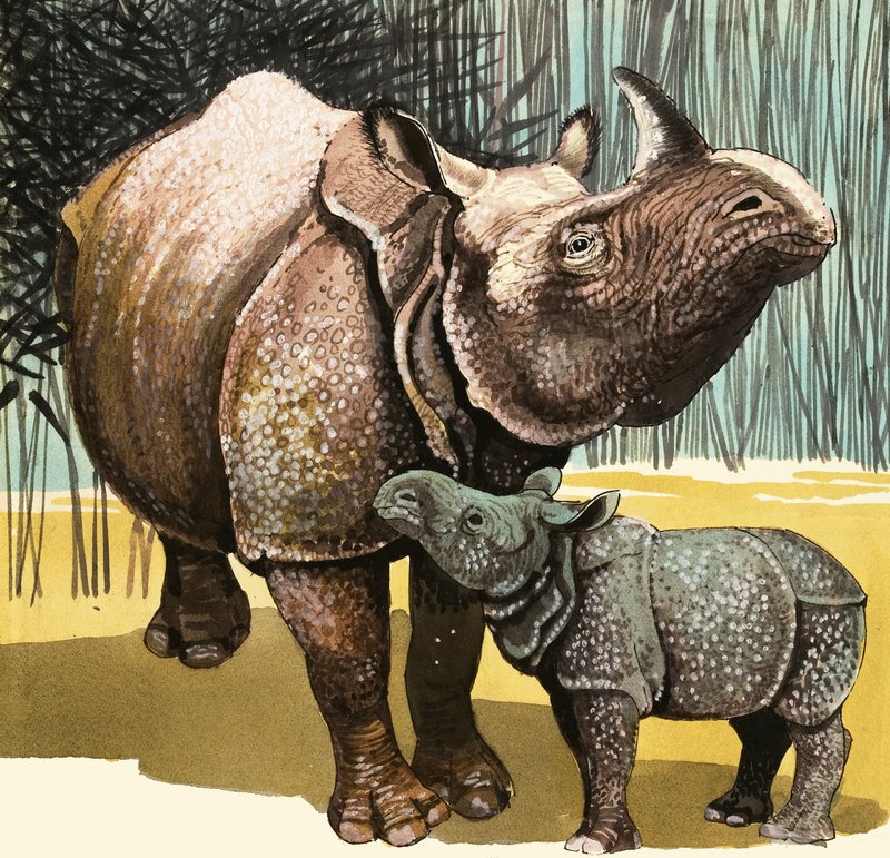 Rhinoceros and baby rhino by English School