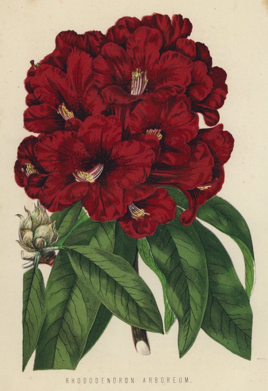 Rhododendron Arboreum by English School