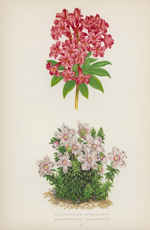 Rhododendron Ferrugineum; Rhododendron Chamaecistus by English School