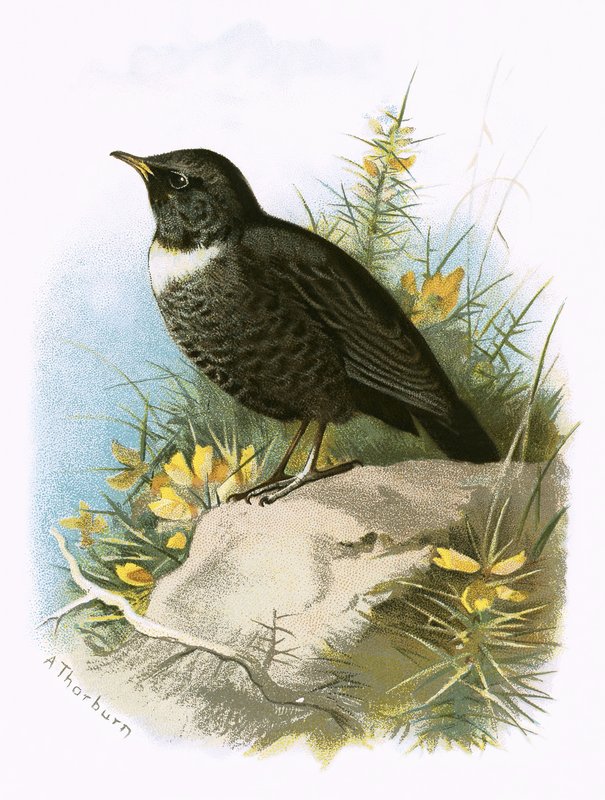 Ring Ouzel by English School
