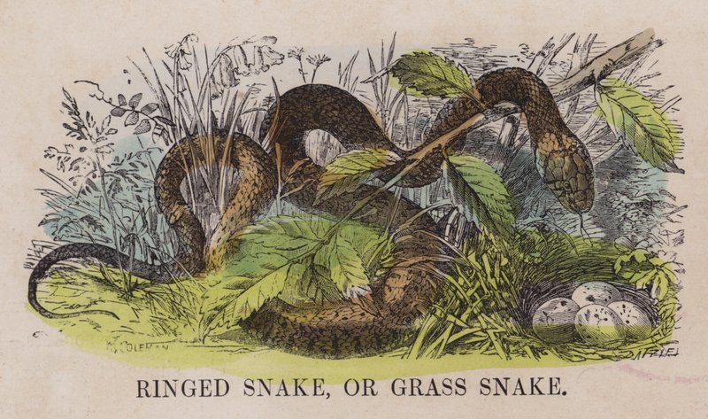 Ringed Snake, or Grass Snake by English School