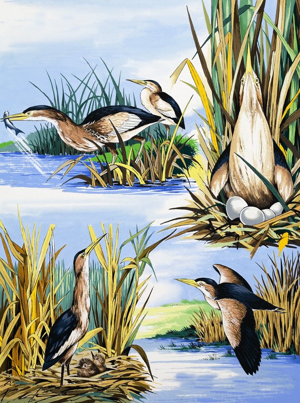 River Birds Montage by English School