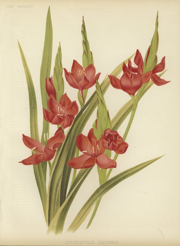 River lily or crimson flag by English School