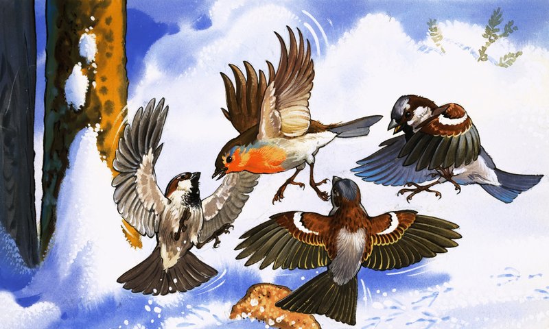 Robin fighting off other birds by English School