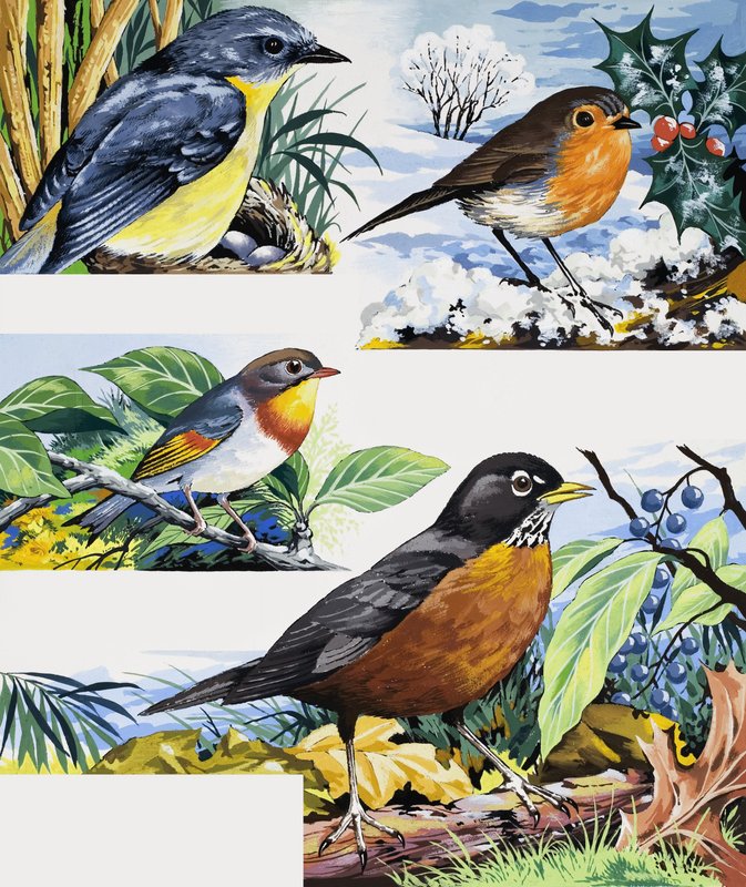 Robins by English School