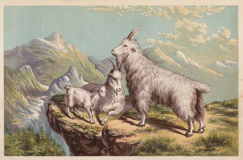 Rocky Mountain Goat, Aplocerus Montanus by English School