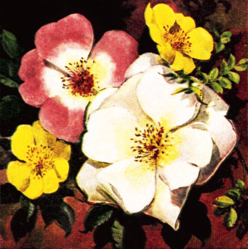 Rose by English School