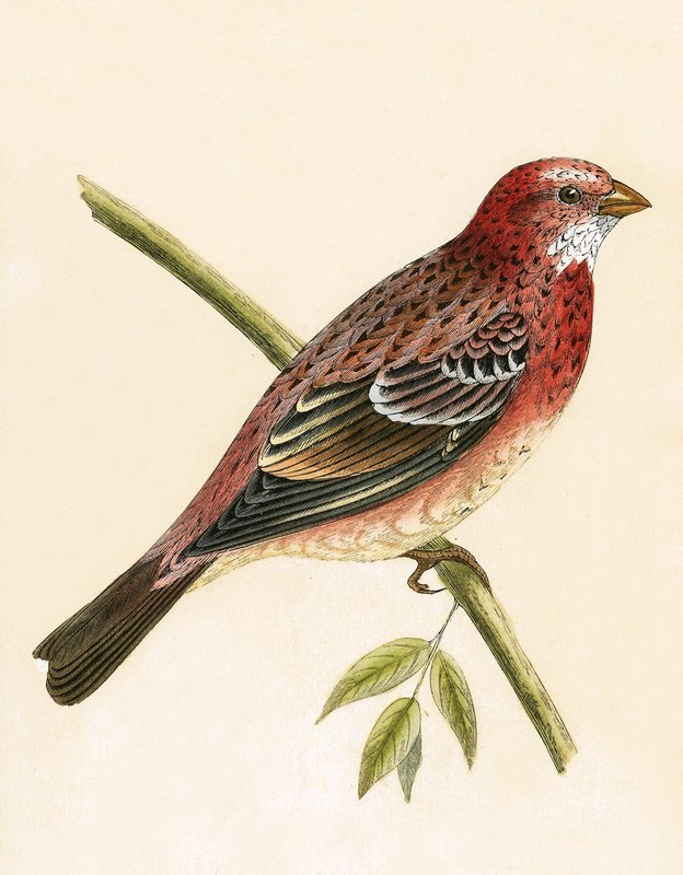 Rosy Bullfinch, illustration from 