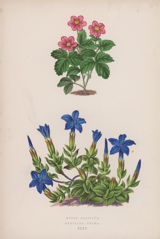 Rubus Arcticus; Gentiana Verna by English School