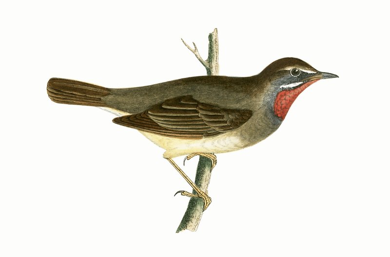 Ruby Throated Warbler, illustration from 