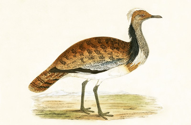 Ruffed Bustard, illustration from 