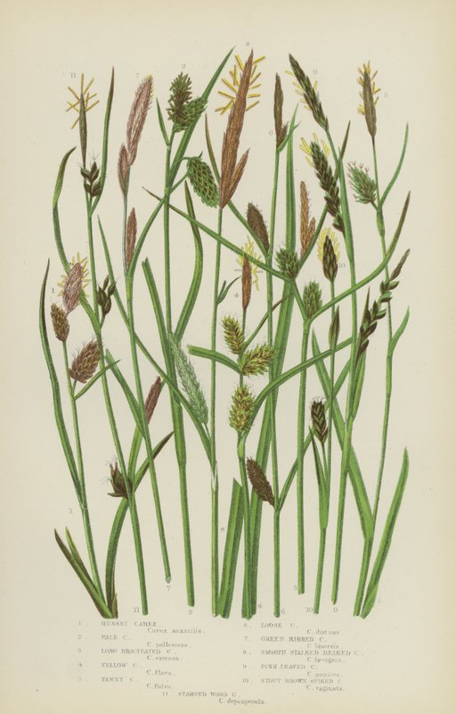Russet Carex, Pale Carex, Long Bracteated Carex, Yellow Carex, Tawny Carex, Loose Carex by English School