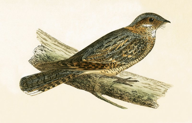 Russet Necked Nightjar, illustration from 