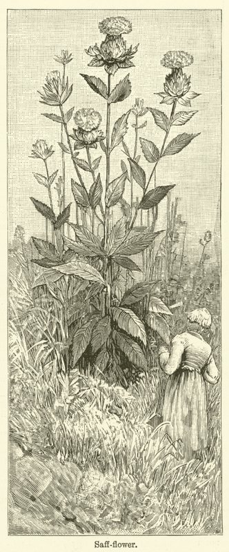Safflower by English School