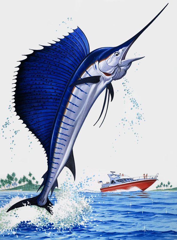 Sail Fish by English School