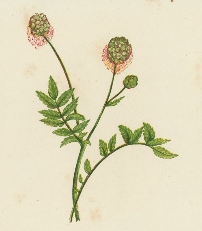 Salad Burnet, Poterium Sanguisorba by English School