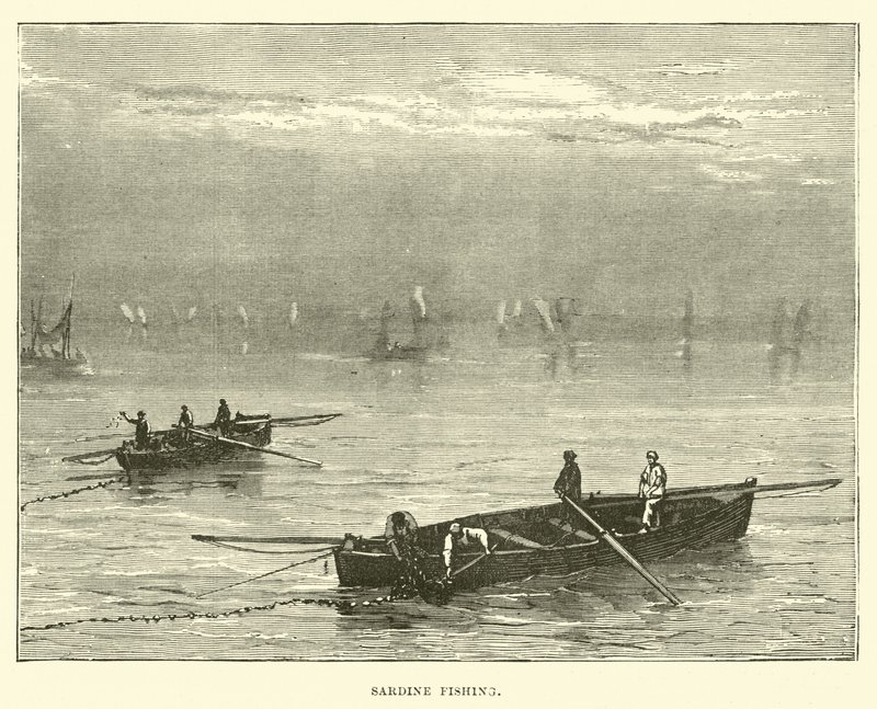 Sardine Fishing by English School